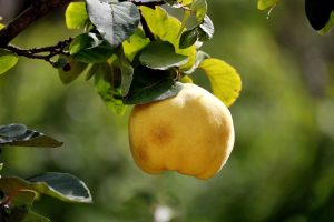 quince, fruit, tree