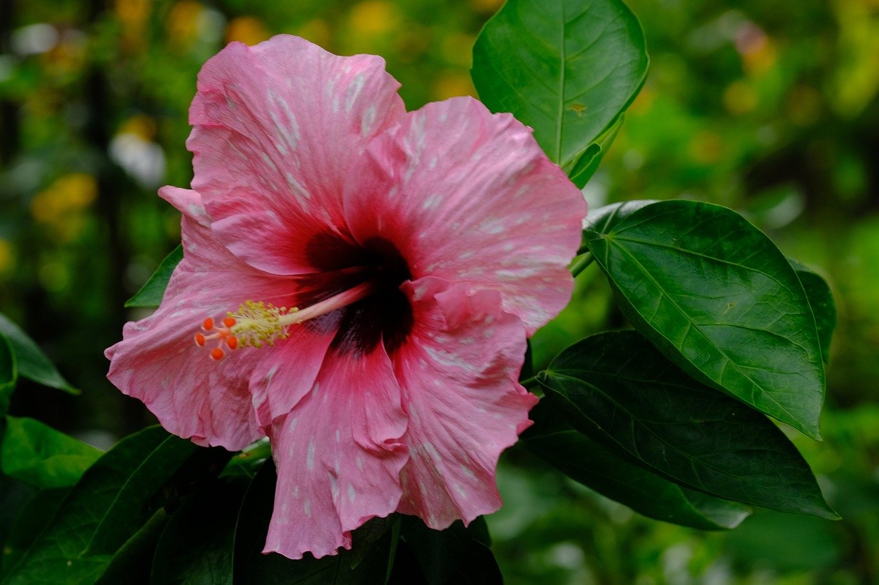 Hibiskus