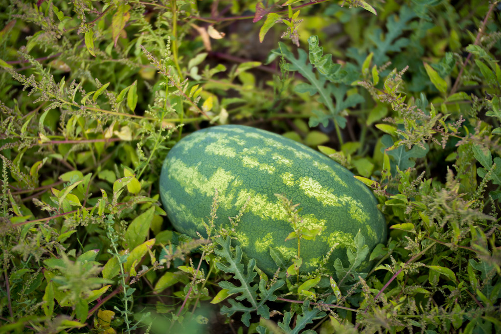 Wassermelone