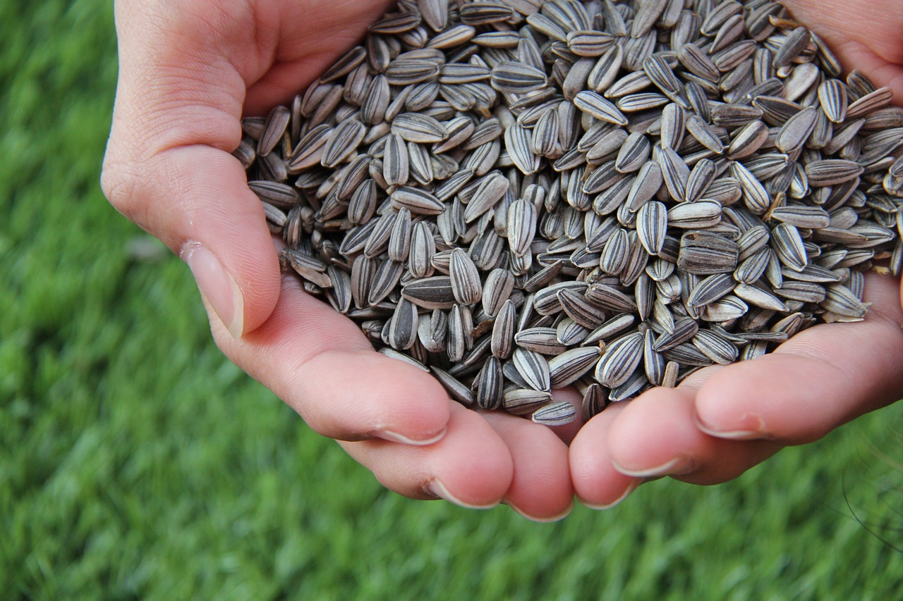 sunflower seeds, sunflower, sunflower seeds