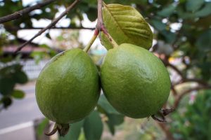 guava, fruit, growth
