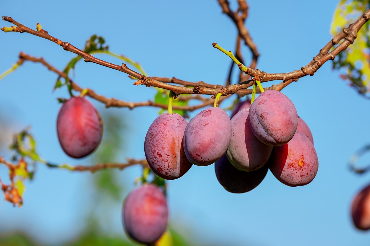 plums, fruits, plant