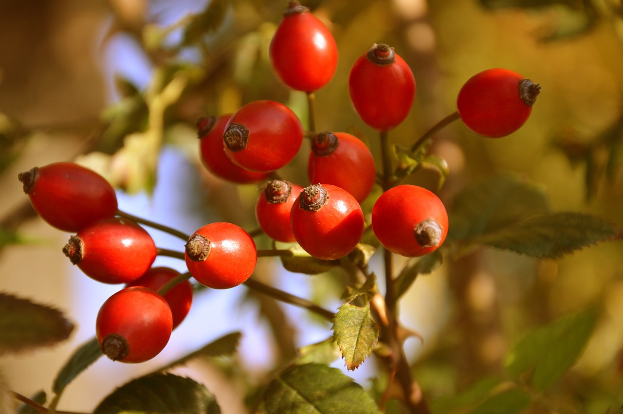 rose hip, fruits, plant