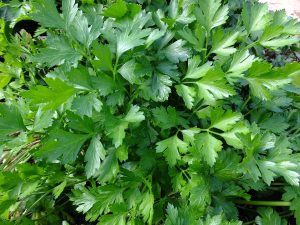 parsley, leaves, aromas