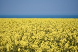 rapeseed, cultivated field, yellow flowers