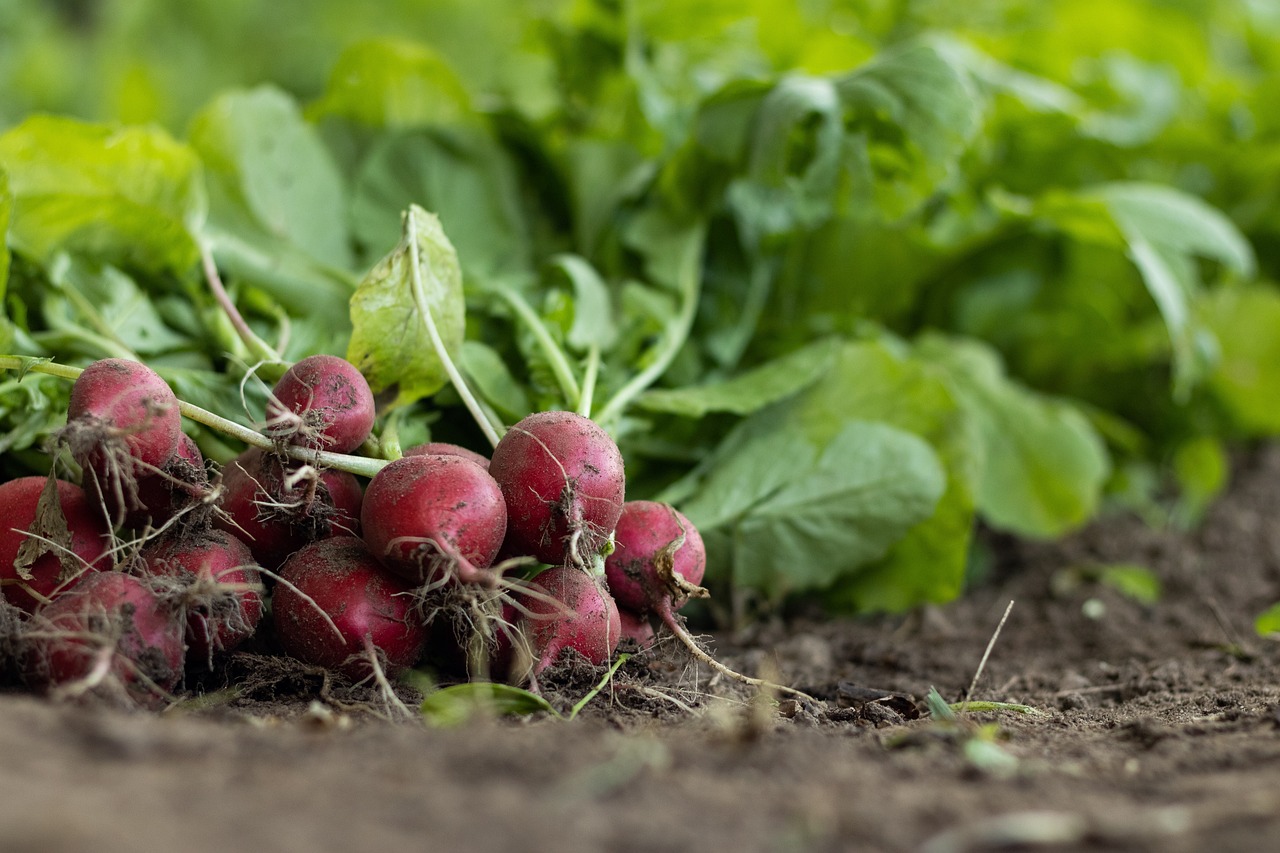 garden radish, vegetables, food