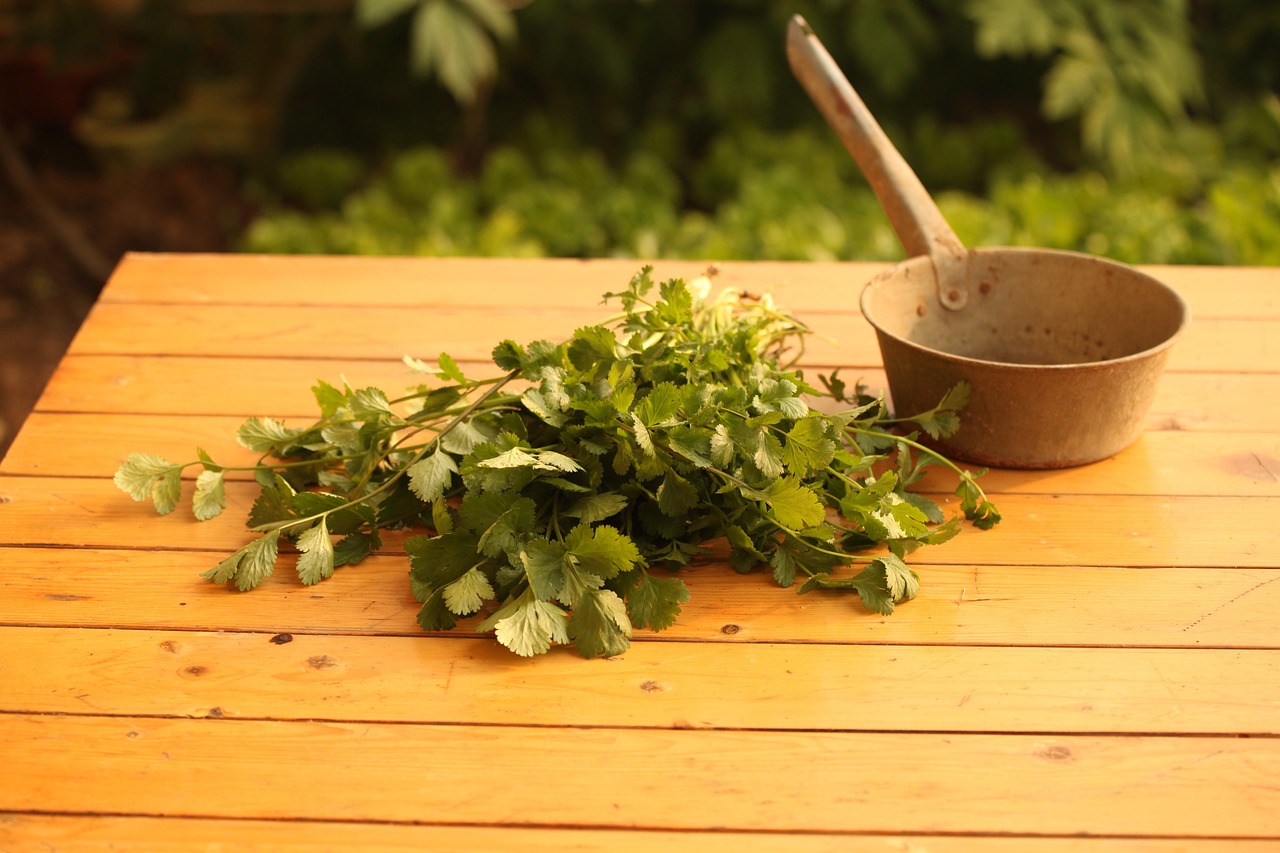 vegetable, coriander, agriculture