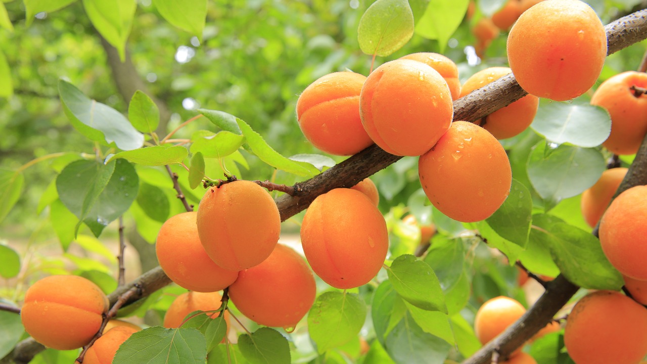 apricots, apricot tree, fruit