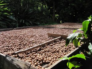 macadamia nut, organic, harvest